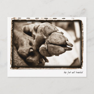 Weimaraner Nation : "De voet is goed onderweg" Briefkaart