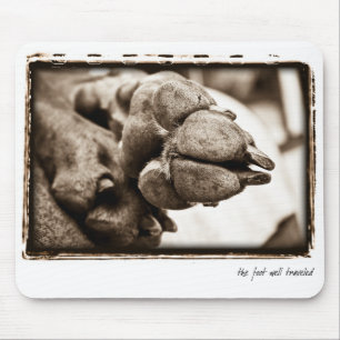 Weimaraner Nation : "De voet is goed onderweg" Muismat