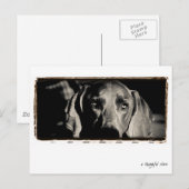 Weimaraner Nation : "Een bedenkelijke put" Briefkaart (Voorkant / Achterkant)