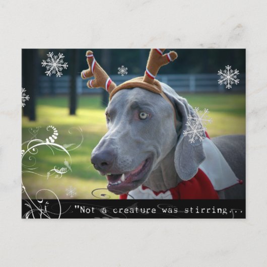 Weimaraner Nation: "Geen wezen roerde... Briefkaart (Voorkant)