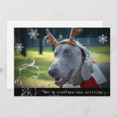 Weimaraner Nation: "Geen wezen roerde... Feestdagenkaart (Voorkant / Achterkant)