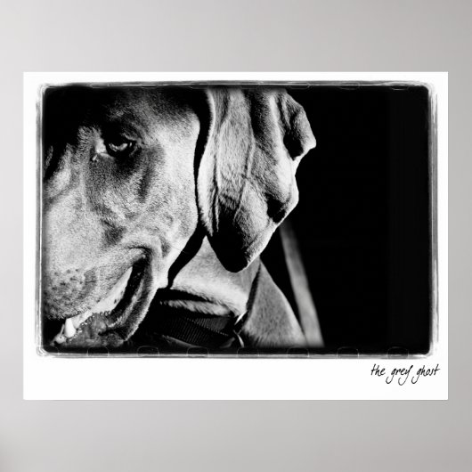 Weimaraner Nation: "The Grey Ghost" Print (Voorkant)