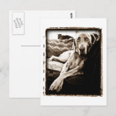Weimaraner Nation : "Voorzitter Ballou" Briefkaart (Voorkant / Achterkant)