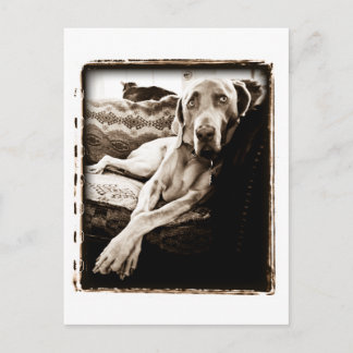 Weimaraner Nation : "Voorzitter Ballou" Briefkaart