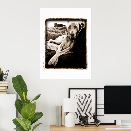 Weimaraner Nation: "Voorzitter Ballou" Poster (Thuiskantoor)
