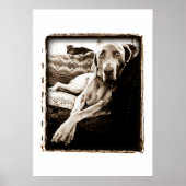 Weimaraner Nation: "Voorzitter Ballou" Poster (Voorkant)