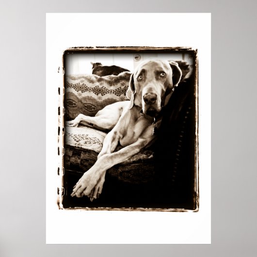 Weimaraner Nation: "Voorzitter Ballou" Poster (Voorkant)