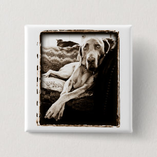Weimaraner Nation : Voorzitter Ballou Vierkante Button 5,1 Cm
