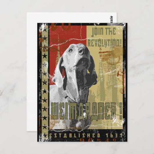 Weimaraner Nation : Weimaraner! Briefkaart (Voorkant / Achterkant)