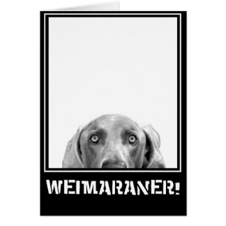 Weimaraner Nation : Weimaraner in een doos.