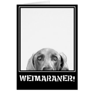 Weimaraner Nation : Weimaraner in een doos.