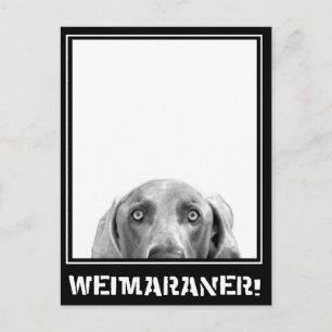 Weimaraner Nation : Weimaraner in een doos. Briefkaart