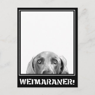 Weimaraner Nation : Weimaraner in een doos. Briefkaart