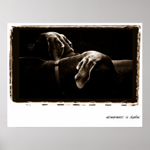 Weimaraner Nation : Weimaraners in de schaduw Poster