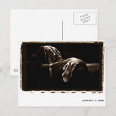 Weimaraner Nation : "Weimaraners in Shadow" Briefkaart (Voorkant / Achterkant)