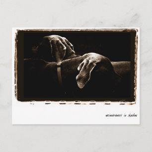 Weimaraner Nation : "Weimaraners in Shadow" Briefkaart