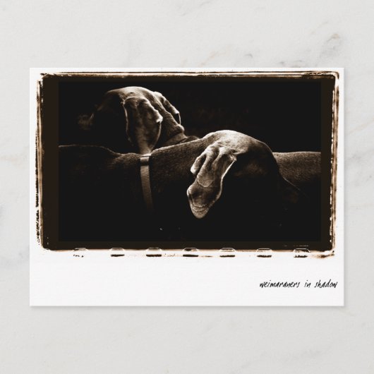 Weimaraner Nation : "Weimaraners in Shadow" Briefkaart (Voorkant)