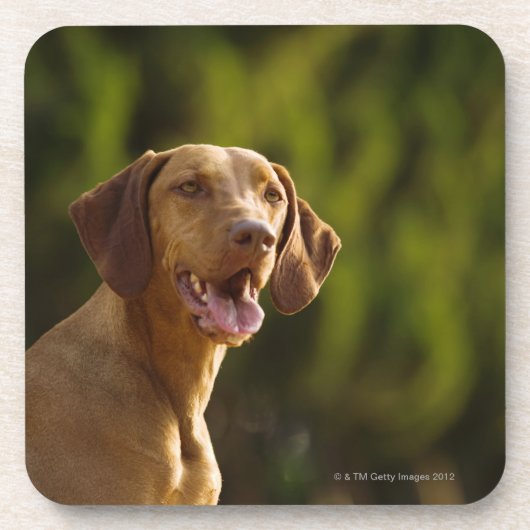 Weimaraner Onderzetter (Voorkant)