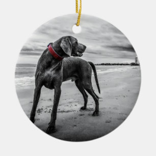 Weimaraner op Beach B&W Foto met rode kraag Keramisch Ornament