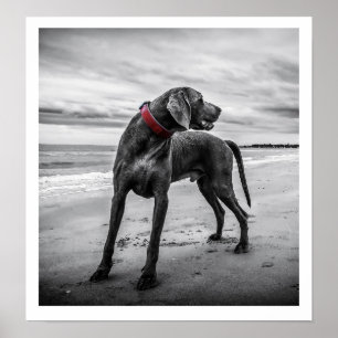 Weimaraner op Beach Print