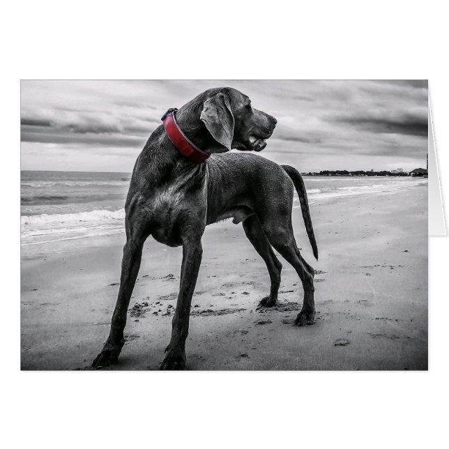 Weimaraner op de Beach Blank Kaart (Voorkant Horizontaal)