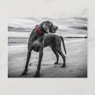 Weimaraner op strand Briefkaart
