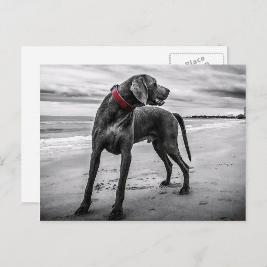 Weimaraner op strand Briefkaart (Voorkant / Achterkant)