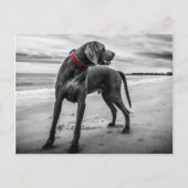 Weimaraner op strand Briefkaart (Voorkant)