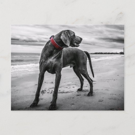 Weimaraner op strand Briefkaart (Voorkant)