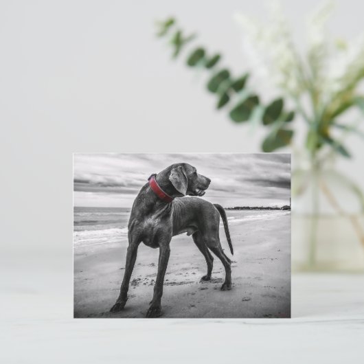 Weimaraner op strand Briefkaart (Staand voorkant)
