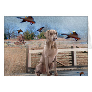 Weimaraner Outdoorportret