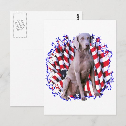 Weimaraner Patriot Briefkaart (Voorkant / Achterkant)