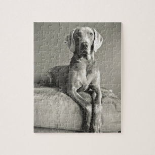 Weimaraner Portrait Legpuzzel