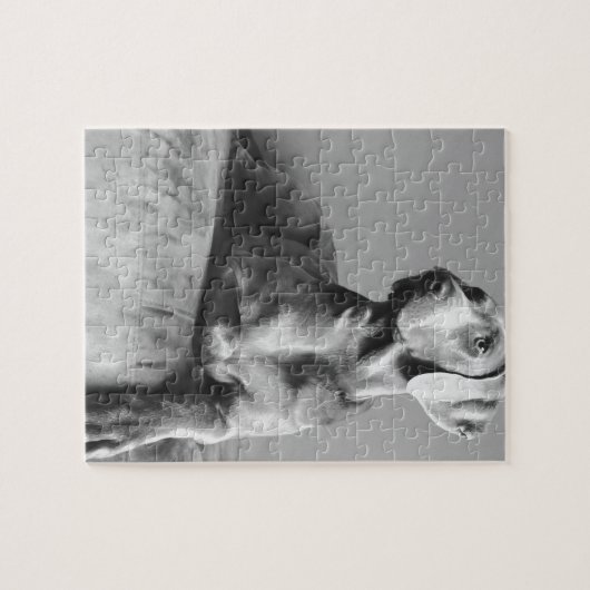 Weimaraner Portrait Legpuzzel (Horizontaal)