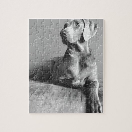 Weimaraner Portrait Legpuzzel (Verticaal)