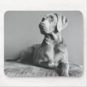 Weimaraner Portrait Muismat (Voorkant)
