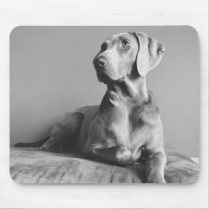 Weimaraner Portrait Muismat