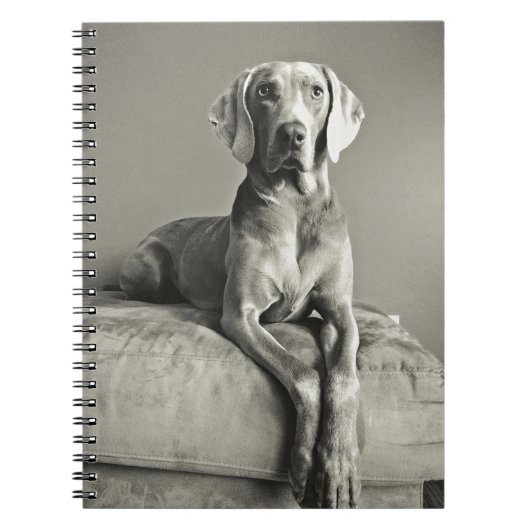 Weimaraner Portrait Notitieboek (Voorkant)