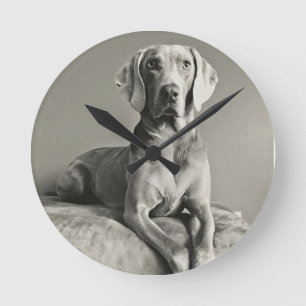 Weimaraner Portrait Ronde Klok