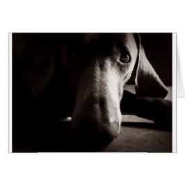 Weimaraner-portret
