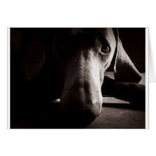 Weimaraner-portret
