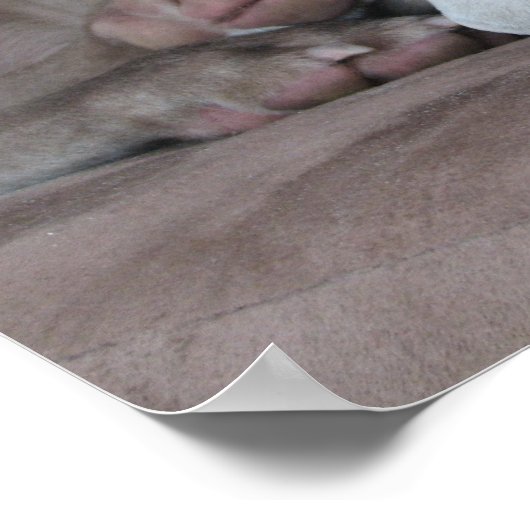 weimaraner poster (Hoek)