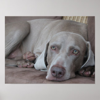 weimaraner poster