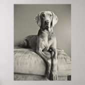 Weimaraner Poster (Voorkant)