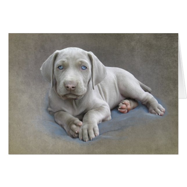 Weimaraner Puppy (Voorkant Horizontaal)