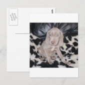 Weimaraner Puppy Briefkaart (Voorkant / Achterkant)