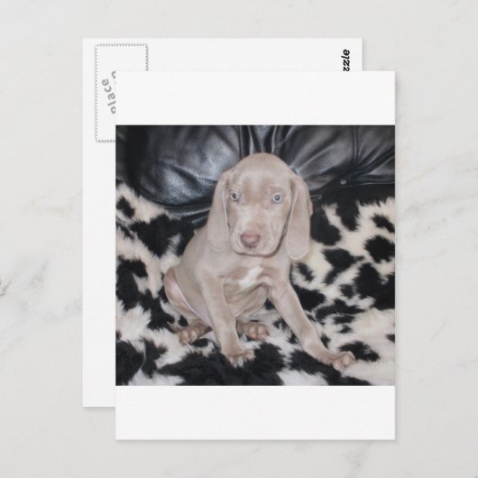 Weimaraner Puppy Briefkaart (Voorkant / Achterkant)
