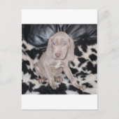 Weimaraner Puppy Briefkaart (Voorkant)