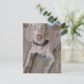 Weimaraner Puppy Briefkaart (Staand voorkant)