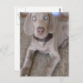 Weimaraner Puppy Briefkaart (Voorkant / Achterkant)